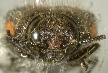 Media type: image;   Entomology 24428 Aspect: head frontal view